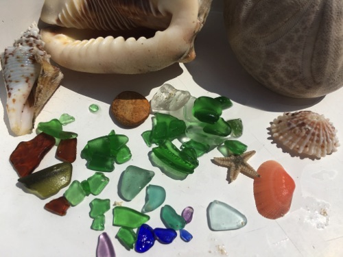 finding helmet conch, sand dollars sea glass and shells in Eleuthera